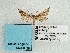  ( - BC_ZSM_Lep_119282)  @11 [ ] by-nc-sa (2024) SNSB, Staatliche Naturwissenschaftliche Sammlungen Bayerns ZSM (SNSB, Zoologische Staatssammlung Muenchen)