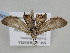  ( - BC_ZSM_Lep_119306)  @11 [ ] by-nc-sa (2024) SNSB, Staatliche Naturwissenschaftliche Sammlungen Bayerns ZSM (SNSB, Zoologische Staatssammlung Muenchen)