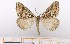  ( - BC_ZSM_Lep_119400)  @11 [ ] by-nc-sa (2024) SNSB, Staatliche Naturwissenschaftliche Sammlungen Bayerns ZSM (SNSB, Zoologische Staatssammlung Muenchen)