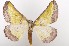  ( - BC_ZSM_Lep_119419)  @11 [ ] by-nc-sa (2024) SNSB, Staatliche Naturwissenschaftliche Sammlungen Bayerns ZSM (SNSB, Zoologische Staatssammlung Muenchen)