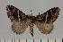  ( - BC_ZSM_Lep_119428)  @11 [ ] by-nc-sa (2024) SNSB, Staatliche Naturwissenschaftliche Sammlungen Bayerns ZSM (SNSB, Zoologische Staatssammlung Muenchen)