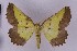  ( - BC_ZSM_Lep_119443)  @11 [ ] by-nc-sa (2024) SNSB, Staatliche Naturwissenschaftliche Sammlungen Bayerns ZSM (SNSB, Zoologische Staatssammlung Muenchen)