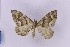  ( - BC_ZSM_Lep_119446)  @11 [ ] by-nc-sa (2024) SNSB, Staatliche Naturwissenschaftliche Sammlungen Bayerns ZSM (SNSB, Zoologische Staatssammlung Muenchen)