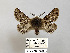  ( - BC_ZSM_Lep_119448)  @11 [ ] by-nc-sa (2024) SNSB, Staatliche Naturwissenschaftliche Sammlungen Bayerns ZSM (SNSB, Zoologische Staatssammlung Muenchen)