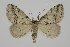  ( - BC_ZSM_Lep_119464)  @11 [ ] by-nc-sa (2024) SNSB, Staatliche Naturwissenschaftliche Sammlungen Bayerns ZSM (SNSB, Zoologische Staatssammlung Muenchen)
