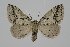  ( - BC_ZSM_Lep_119465)  @11 [ ] by-nc-sa (2024) SNSB, Staatliche Naturwissenschaftliche Sammlungen Bayerns ZSM (SNSB, Zoologische Staatssammlung Muenchen)