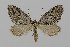  ( - BC_ZSM_Lep_119467)  @11 [ ] by-nc-sa (2024) SNSB, Staatliche Naturwissenschaftliche Sammlungen Bayerns ZSM (SNSB, Zoologische Staatssammlung Muenchen)