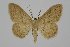  ( - BC_ZSM_Lep_119468)  @11 [ ] by-nc-sa (2024) SNSB, Staatliche Naturwissenschaftliche Sammlungen Bayerns ZSM (SNSB, Zoologische Staatssammlung Muenchen)
