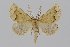  ( - BC_ZSM_Lep_119469)  @11 [ ] by-nc-sa (2024) SNSB, Staatliche Naturwissenschaftliche Sammlungen Bayerns ZSM (SNSB, Zoologische Staatssammlung Muenchen)