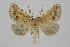  ( - BC_ZSM_Lep_119470)  @11 [ ] by-nc-sa (2024) SNSB, Staatliche Naturwissenschaftliche Sammlungen Bayerns ZSM (SNSB, Zoologische Staatssammlung Muenchen)