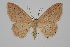  ( - BC_ZSM_Lep_119471)  @11 [ ] by-nc-sa (2024) SNSB, Staatliche Naturwissenschaftliche Sammlungen Bayerns ZSM (SNSB, Zoologische Staatssammlung Muenchen)