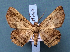  ( - BC_ZSM_Lep_119473)  @11 [ ] by-nc-sa (2024) SNSB, Staatliche Naturwissenschaftliche Sammlungen Bayerns ZSM (SNSB, Zoologische Staatssammlung Muenchen)