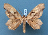  ( - BC_ZSM_Lep_119492)  @11 [ ] by-nc-sa (2024) SNSB, Staatliche Naturwissenschaftliche Sammlungen Bayerns ZSM (SNSB, Zoologische Staatssammlung Muenchen)