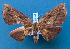  ( - BC_ZSM_Lep_119504)  @11 [ ] by-nc-sa (2024) SNSB, Staatliche Naturwissenschaftliche Sammlungen Bayerns ZSM (SNSB, Zoologische Staatssammlung Muenchen)