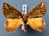  ( - BC_ZSM_Lep_119518)  @11 [ ] by-nc-sa (2024) SNSB, Staatliche Naturwissenschaftliche Sammlungen Bayerns ZSM (SNSB, Zoologische Staatssammlung Muenchen)