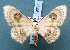  (Problepsis borneamagna - BC_ZSM_Lep_119530)  @11 [ ] by-nc-sa (2024) SNSB, Staatliche Naturwissenschaftliche Sammlungen Bayerns ZSM (SNSB, Zoologische Staatssammlung Muenchen)
