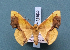  ( - BC_ZSM_Lep_119532)  @11 [ ] by-nc-sa (2024) SNSB, Staatliche Naturwissenschaftliche Sammlungen Bayerns ZSM (SNSB, Zoologische Staatssammlung Muenchen)