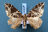  ( - BC_ZSM_Lep_119537)  @11 [ ] by-nc-sa (2024) SNSB, Staatliche Naturwissenschaftliche Sammlungen Bayerns ZSM (SNSB, Zoologische Staatssammlung Muenchen)