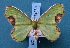  ( - BC_ZSM_Lep_119538)  @11 [ ] by-nc-sa (2024) SNSB, Staatliche Naturwissenschaftliche Sammlungen Bayerns ZSM (SNSB, Zoologische Staatssammlung Muenchen)