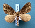  ( - BC_ZSM_Lep_119539)  @11 [ ] by-nc-sa (2024) SNSB, Staatliche Naturwissenschaftliche Sammlungen Bayerns ZSM (SNSB, Zoologische Staatssammlung Muenchen)