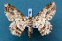  ( - BC_ZSM_Lep_119554)  @11 [ ] by-nc-sa (2024) SNSB, Staatliche Naturwissenschaftliche Sammlungen Bayerns ZSM (SNSB, Zoologische Staatssammlung Muenchen)