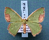  ( - BC_ZSM_Lep_119558)  @11 [ ] by-nc-sa (2024) SNSB, Staatliche Naturwissenschaftliche Sammlungen Bayerns ZSM (SNSB, Zoologische Staatssammlung Muenchen)