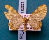  ( - BC_ZSM_Lep_119563)  @11 [ ] by-nc-sa (2024) SNSB, Staatliche Naturwissenschaftliche Sammlungen Bayerns ZSM (SNSB, Zoologische Staatssammlung Muenchen)