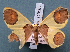  ( - BC_ZSM_Lep_119564)  @11 [ ] by-nc-sa (2024) SNSB, Staatliche Naturwissenschaftliche Sammlungen Bayerns ZSM (SNSB, Zoologische Staatssammlung Muenchen)