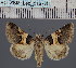  ( - BC_ZSM_Lep_116720)  @11 [ ] by-nc-sa (2024) SNSB, Staatliche Naturwissenschaftliche Sammlungen Bayerns ZSM (SNSB, Zoologische Staatssammlung Muenchen)