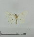  (Problepsis petranyi - BC_ZSM_Lep_116800)  @11 [ ] by-nc-sa (2024) SNSB, Staatliche Naturwissenschaftliche Sammlungen Bayerns ZSM (SNSB, Zoologische Staatssammlung Muenchen)