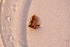 ( - BC_ZSM_Lep_118339)  @11 [ ] by-nc-sa (2024) SNSB, Staatliche Naturwissenschaftliche Sammlungen Bayerns ZSM (SNSB, Zoologische Staatssammlung Muenchen)