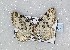  ( - BC_ZSM_Lep_119567)  @11 [ ] by-nc-sa (2024) SNSB, Staatliche Naturwissenschaftliche Sammlungen Bayerns ZSM (SNSB, Zoologische Staatssammlung Muenchen)