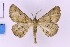  ( - BC_ZSM_Lep_119615)  @11 [ ] by-nc-sa (2024) SNSB, Staatliche Naturwissenschaftliche Sammlungen Bayerns ZSM (SNSB, Zoologische Staatssammlung Muenchen)