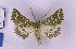  ( - BC_ZSM_Lep_119621)  @11 [ ] by-nc-sa (2024) SNSB, Staatliche Naturwissenschaftliche Sammlungen Bayerns ZSM (SNSB, Zoologische Staatssammlung Muenchen)