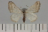  ( - BC_ZSM_Lep_119626)  @11 [ ] by-nc-sa (2024) SNSB, Staatliche Naturwissenschaftliche Sammlungen Bayerns ZSM (SNSB, Zoologische Staatssammlung Muenchen)