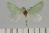  ( - BC_ZSM_Lep_119631)  @11 [ ] by-nc-sa (2024) SNSB, Staatliche Naturwissenschaftliche Sammlungen Bayerns ZSM (SNSB, Zoologische Staatssammlung Muenchen)