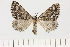  ( - BC_ZSM_Lep_119635)  @11 [ ] by-nc-sa (2024) SNSB, Staatliche Naturwissenschaftliche Sammlungen Bayerns ZSM (SNSB, Zoologische Staatssammlung Muenchen)