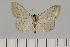  ( - BC_ZSM_Lep_119638)  @11 [ ] by-nc-sa (2024) SNSB, Staatliche Naturwissenschaftliche Sammlungen Bayerns ZSM (SNSB, Zoologische Staatssammlung Muenchen)