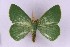  (Heterorachis cf. perviridis - BC_ZSM_Lep_119639)  @11 [ ] by-nc-sa (2024) SNSB, Staatliche Naturwissenschaftliche Sammlungen Bayerns ZSM (SNSB, Zoologische Staatssammlung Muenchen)