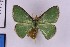  ( - BC_ZSM_Lep_119640)  @11 [ ] by-nc-sa (2024) SNSB, Staatliche Naturwissenschaftliche Sammlungen Bayerns ZSM (SNSB, Zoologische Staatssammlung Muenchen)