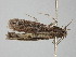 ( - BC_ZSM_Lep_119668)  @11 [ ] by-nc-sa (2024) SNSB, Staatliche Naturwissenschaftliche Sammlungen Bayerns ZSM (SNSB, Zoologische Staatssammlung Muenchen)