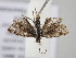  ( - BC_ZSM_Lep_119691)  @11 [ ] by-nc-sa (2024) SNSB, Staatliche Naturwissenschaftliche Sammlungen Bayerns ZSM (SNSB, Zoologische Staatssammlung Muenchen)