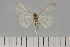  ( - BC_ZSM_Lep_119714)  @11 [ ] by-nc-sa (2024) SNSB, Staatliche Naturwissenschaftliche Sammlungen Bayerns ZSM (SNSB, Zoologische Staatssammlung Muenchen)