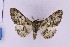  ( - BC_ZSM_Lep_119724)  @11 [ ] by-nc-sa (2024) SNSB, Staatliche Naturwissenschaftliche Sammlungen Bayerns ZSM (SNSB, Zoologische Staatssammlung Muenchen)
