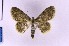  ( - BC_ZSM_Lep_119727)  @11 [ ] by-nc-sa (2024) SNSB, Staatliche Naturwissenschaftliche Sammlungen Bayerns ZSM (SNSB, Zoologische Staatssammlung Muenchen)