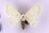  ( - BC_ZSM_Lep_119728)  @11 [ ] by-nc-sa (2024) SNSB, Staatliche Naturwissenschaftliche Sammlungen Bayerns ZSM (SNSB, Zoologische Staatssammlung Muenchen)