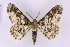  ( - BC_ZSM_Lep_119733)  @11 [ ] by-nc-sa (2024) SNSB, Staatliche Naturwissenschaftliche Sammlungen Bayerns ZSM (SNSB, Zoologische Staatssammlung Muenchen)