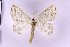  ( - BC_ZSM_Lep_119736)  @11 [ ] by-nc-sa (2024) SNSB, Staatliche Naturwissenschaftliche Sammlungen Bayerns ZSM (SNSB, Zoologische Staatssammlung Muenchen)
