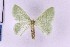  ( - BC_ZSM_Lep_119756)  @11 [ ] by-nc-sa (2024) SNSB, Staatliche Naturwissenschaftliche Sammlungen Bayerns ZSM (SNSB, Zoologische Staatssammlung Muenchen)