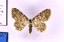  ( - BC_ZSM_Lep_120143)  @11 [ ] by-nc-sa (2024) SNSB, Staatliche Naturwissenschaftliche Sammlungen Bayerns ZSM (SNSB, Zoologische Staatssammlung Muenchen)